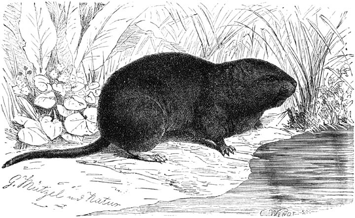 Fig. 54. De waterrat. (½ nat. gr.)