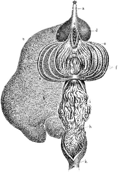 Fig. 61. Maag van het rund.