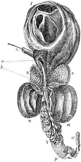 Fig. 62. Rundermaag, opengesneden.