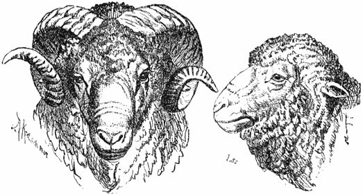 Fig. 65. Schapekoppen.