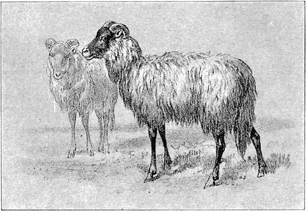 Fig. 67. Drentsch schaap.