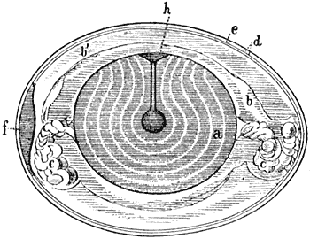 Fig. 73. Doorsnede door een vogelei.