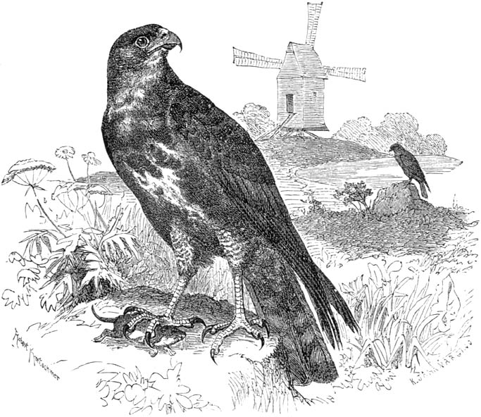 Fig. 75. De gewone buizerd; ¼ nat. gr.