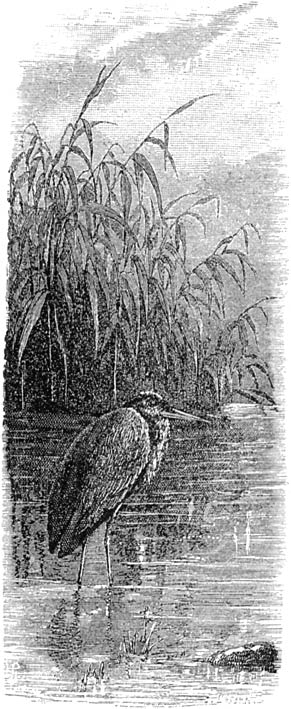 Fig. 99. De reiger; 1/7 nat. gr.