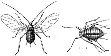 Fig. 149. Eene gevleugelde en eene ongevleugelde erwtenbladluis. (Zeer vergr.)