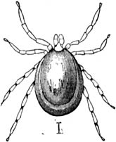 Fig. 155. De gewone teek, in niet volgezogen toestand. (Vergroot.)