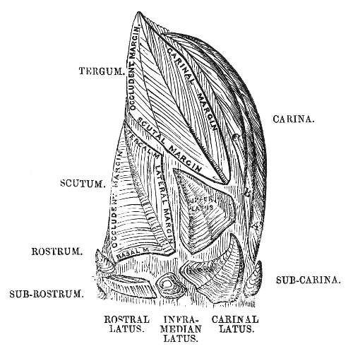 Figure I. CAPITULUM.