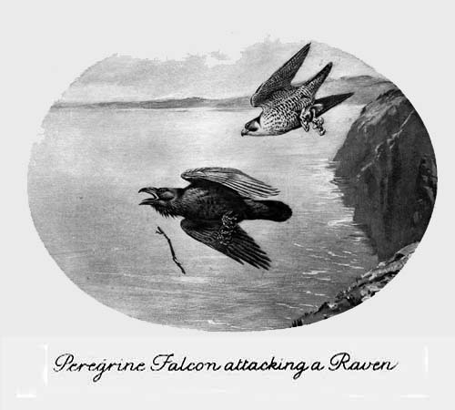 Peregrine Falcon attacking a Raven