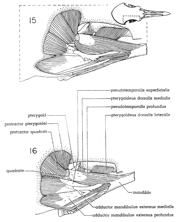 Fig. 15. Dorsal view of the jaw musculature of the White-winged Dove (right side); superficial layer. × 5.  Fig. 16. Dorsal view of the jaw musculature of the Mourning Dove (right side); superficial layer. × 5.