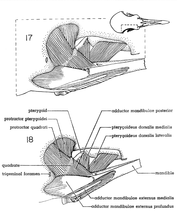 Fig. 17. Dorsal view of the jaw musculature of the White-winged Dove (right side); middle layer. × 5.  Fig. 18. Dorsal view of the jaw musculature of the Mourning Dove (right side); middle layer. × 5.