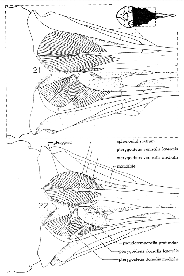 Fig. 21. Ventral view of the jaw musculature of the White-winged Dove (M. depressor mandibulae not shown). × 5.  Fig. 22. Ventral view of the jaw musculature of the Mourning Dove (M. depressor mandibulae not shown). × 5.