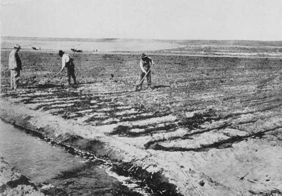 Irrigation—"Next, water in a master ditch and countless man-made rivulets between the furrows"