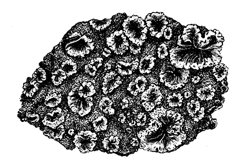 Fig. 5. Eine Incrustation aus kalkiger und animaler Substanz, welche die zwischen den Fluthgrenzen gelegenen Felsen auf Ascension überzieht.