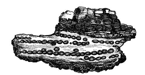 Fig. 6. Opake, braune Sphäruliten, in vergröszertem Maszstabe gezeichnet, die oberen sind äuszerlich mit parallelen Leisten gezeichnet. Die innere strahlige Structur der unteren ist viel zu deutlich dargestellt.