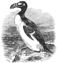 Great_Auk