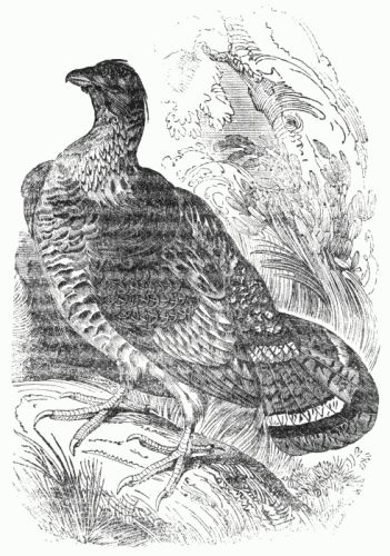 THE RUFFED GROUSE OR PHEASANT