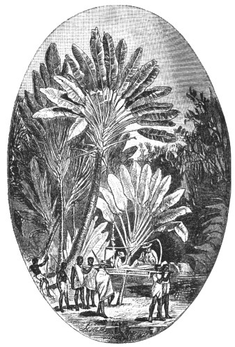 "PASSING A GROVE OF PALMS KNOWN AS THE 'TRAVELER'S TREE.'"