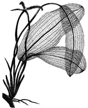 THE LACE-LEAF OF MADAGASCAR.