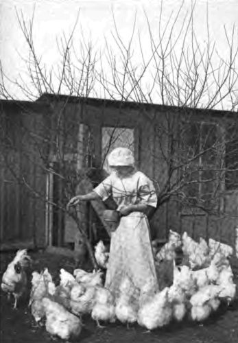 The Country Girl takes a pride in her chickens that makes their care a pleasure to her.