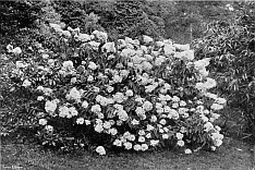 HYDRANGEA PANICULATA GRANDIFLORA (unpruned plant).