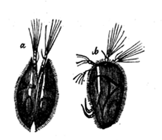 Cypris unifasciata