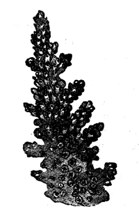 Extremity of branch of Madrepora muricata, Lin.