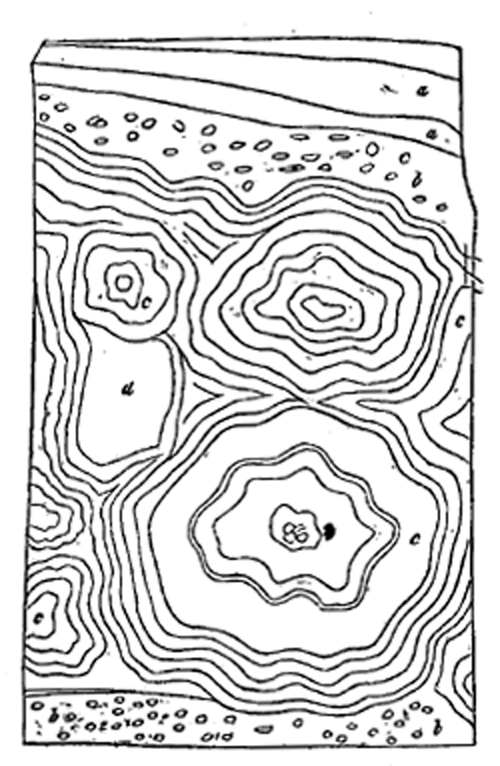 Section of spheroidal concretionary Travertin under the Cascade of Tivoli.