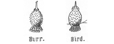 Burr. Bird.