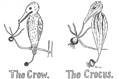 The Crow. The Crocus.