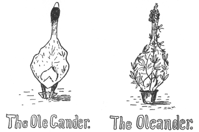 The Ole Gander. The Oleander.