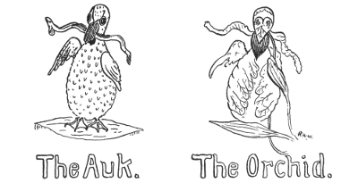 The Auk. The Orchid.