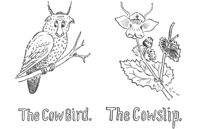 The Cow Bird. The Cowslip.