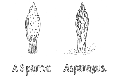 A Sparrer. Asparagus.