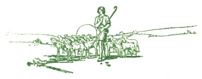 Shepherd with flock