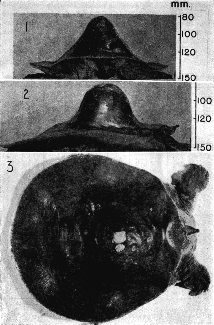 Figs. 1-3. Amyda mutica, Univ. Kans., Mus. Nat. Hist., No. 23230, Lawrence, Kansas. All views approximately half natural size. 1, Frontal view. 2, Lateral view. 3, Dorsal view.