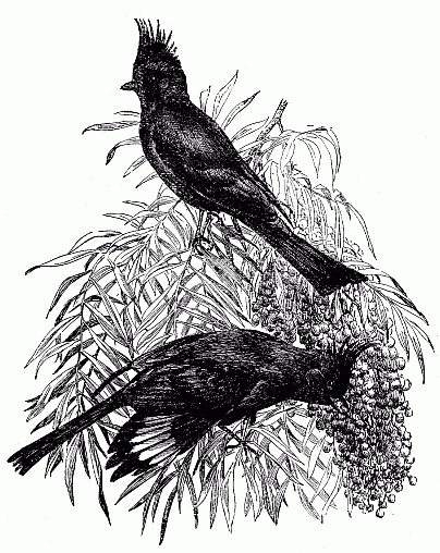 THE PHAINOPEPLAS ON THE PEPPER-TREE