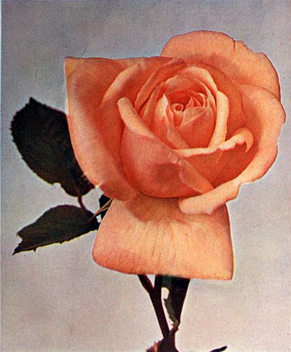 Hybrid Tea. MADAME RAVARY.