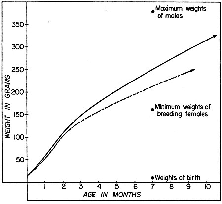 Fig. 3. Typical growth curves for male and female woodrats; early stages are based on the litter of a captive female, later stages on average gains of recaptured juveniles and subadults, excluding those that seemed to be stunted. Solid line represents males and broken line represents females.