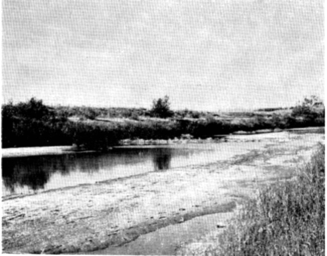 Fig. 4. Little Missouri River southwest of Ladner. Note beaver dam in background and nature of riparian community.