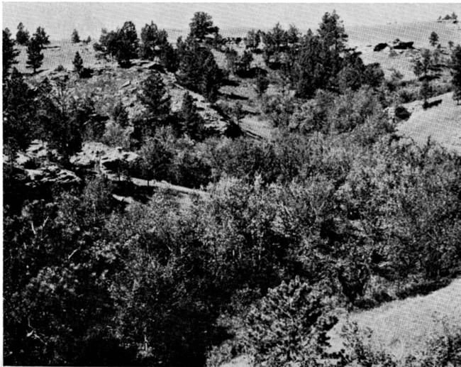 Fig. 6. Draw with deciduous trees in North Cave Hills.