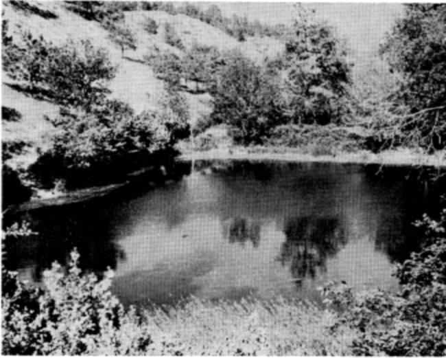 Fig. 7. Spring-fed artificial impoundment in Deer Draw, Slim Buttes.