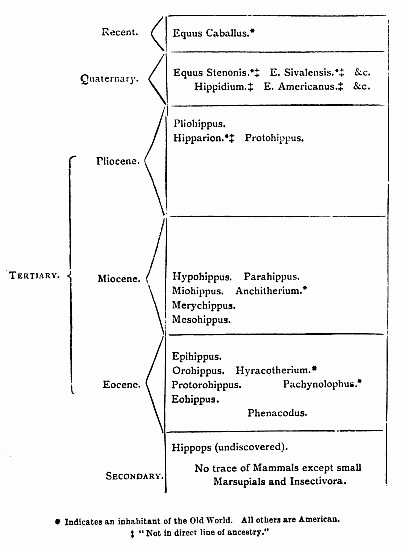 DEVELOPMENT OF EQUIDÆ.