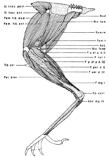 Deeper Leg Muscles