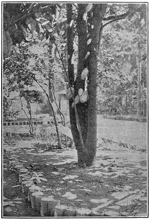 Plate 1.—Shows the interesting, fruit bearing habit of the Cacao.