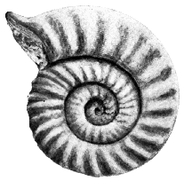 Ammonite