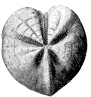 Micraster Cor-Anguinum