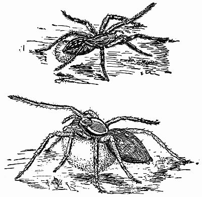 Figs. 61 and 62.—Madame Lycosa and American Dolomede Carrying Their Cocoons.