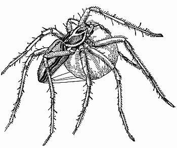 Fig. 63.—Madam English Ocyale Carries Her Cradle Lashed to Her Body.