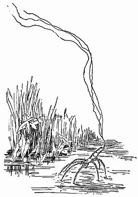 Fig. 66.—Tetragnatha: "The Floating Filaments Act as Sails."