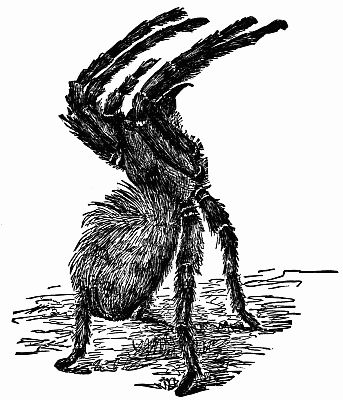 Fig. 120.—A Rampant Tarantula.